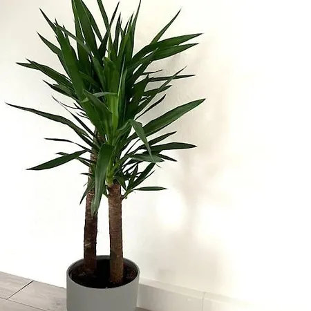 Sonnenglanz Auf Der Vierten Apartment Duisburg